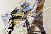 Royal Tigertail (Parasynthemis regina)